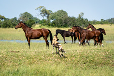 Botswana-Okavango Delta-Okavango Big Five Safari